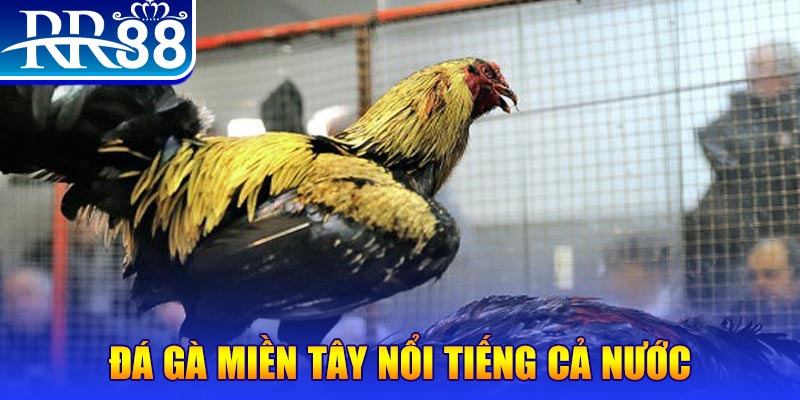 789 club đá gà 88